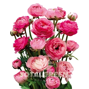 Peony Pink Bulb Kit